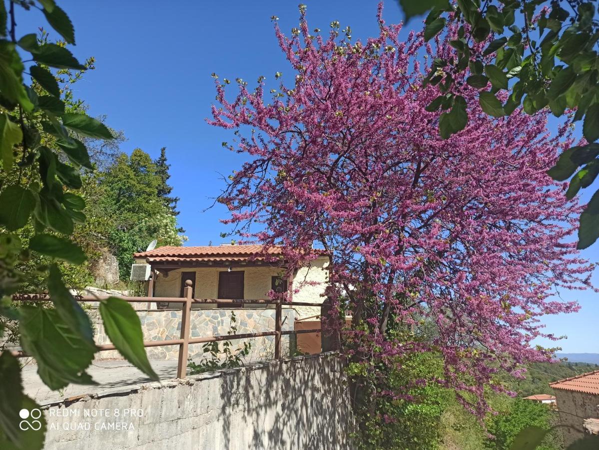 Forestrock Studio For Sale Too Sparta Zewnętrze zdjęcie